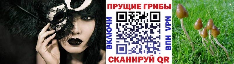 купить наркотики цена  Онега  Галлюциногенные грибы ЛСД 